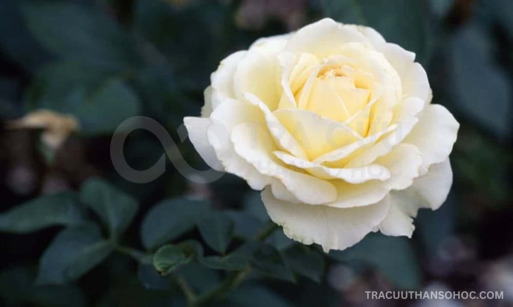 Hoa hồng trắng là loại hoa may mắn của Cự Giải
